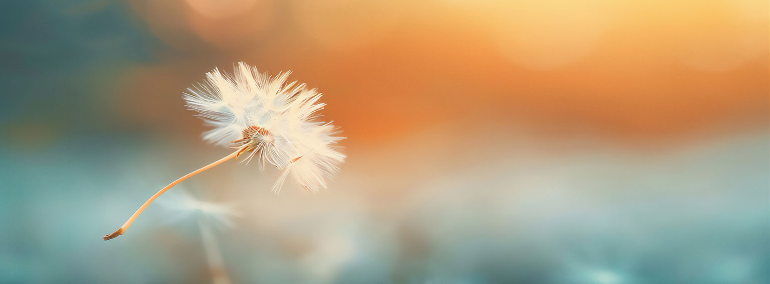 Detailaufnahme eines weißen Pusteblumen-Samens mit weichem orange-blauem Hintergrund in natürlicher Umgebung​​​​​​​​​​​​​​​​​​​​​​​​​​​​​​​​​​​​​