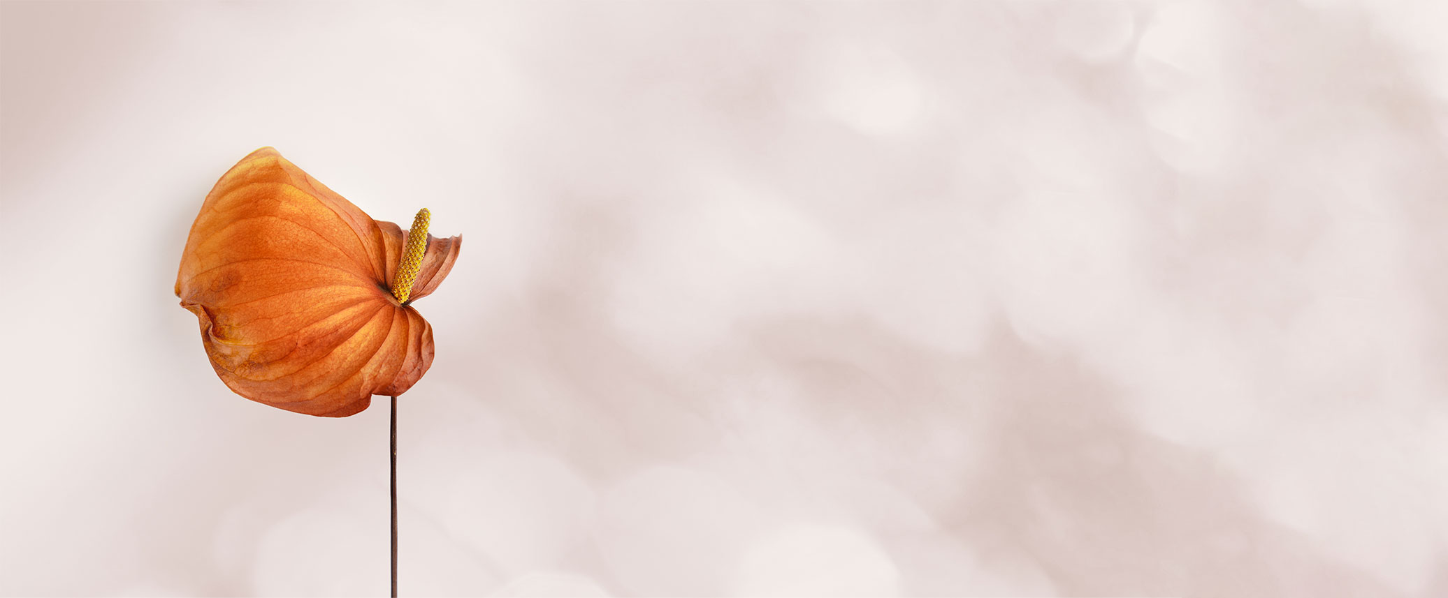 Nahaufnahme einer orangefarbenen Anthurie mit gelbem Blütenkolben vor unscharfem, hellem Hintergrund​​​​​​​​​​​​​​​​​​​​​​​​​​​​​​​​​​​​​​​​​​​​​