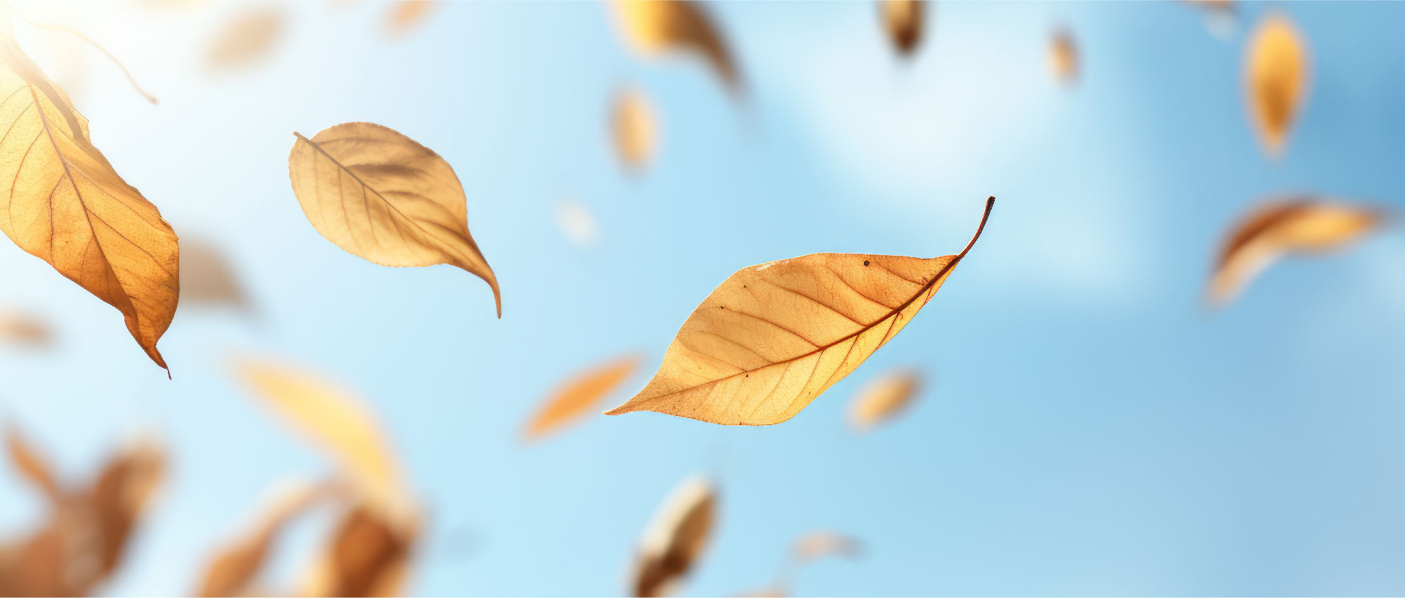 Braune Herbstblätter schweben im Wind vor klarem blauem Himmel und erzeugen eine ruhige Naturstimmung​​​​​​​​​​​​​​​​​​​​​​​​​​​​​​​​​​​​​​​​​​​​