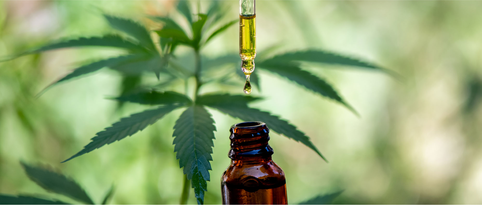 Nahaufnahme von CBD Öl Tropfen über brauner Flasche mit Hanfpflanze im Hintergrund in natürlichem Licht​​​​​​​​​​​​​​​​​​​​​​​​​​​​​​​​​​​​​​​​​​